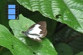 Scene_2_06_Leptophobia tovaria tovaria taking off a leaf